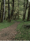skovvej.gif (15482 bytes)